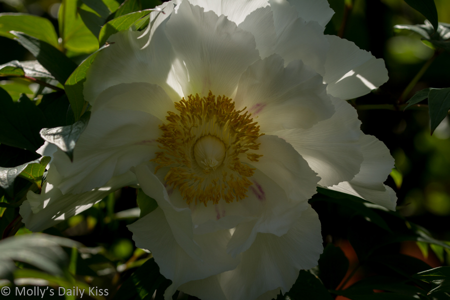 White peony backlit by the sun
