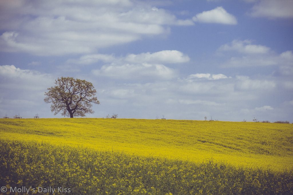 yellow rape seed in field with one tree and blue skies with white puffy clouds