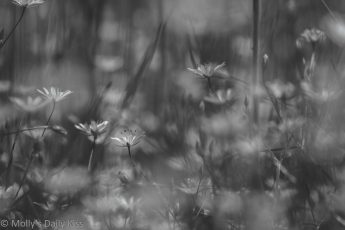 Little white meadow flowers in black and white are natures jewels