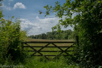 gate in field surrounded by summertime june green foliage
