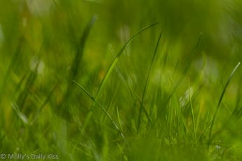 blade of grass in sea of grass that is ut of focus