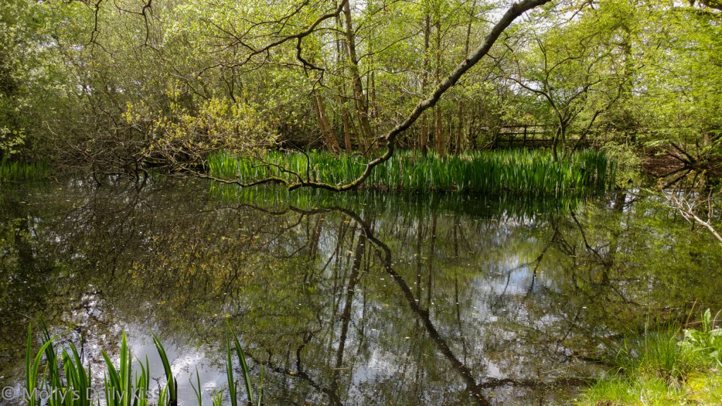 branches reflected in pond water