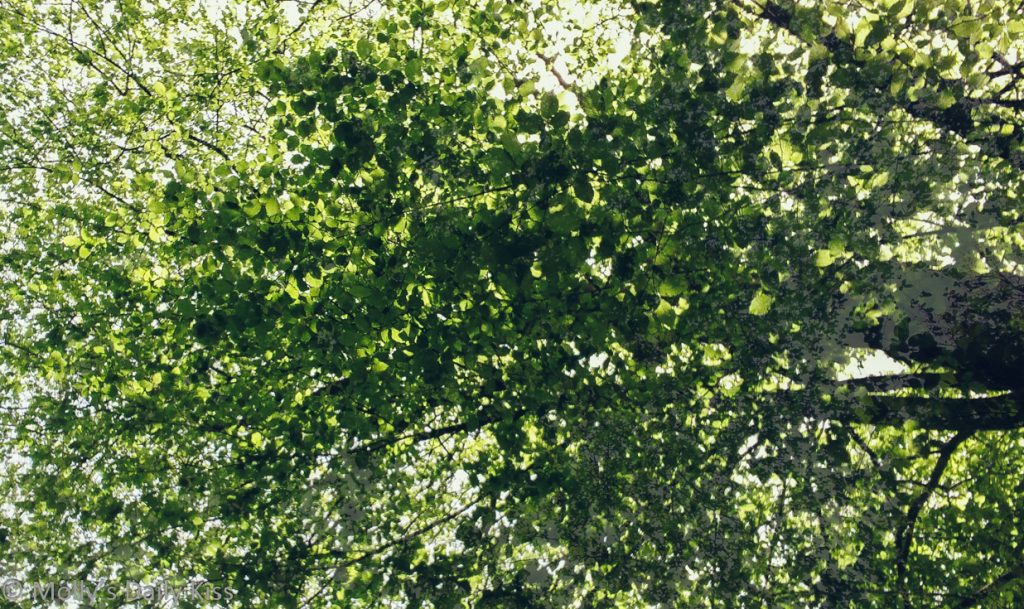 Double exposure looking up through the trees