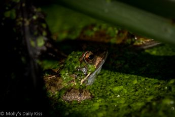 two frogs poking up through green weed in a pond