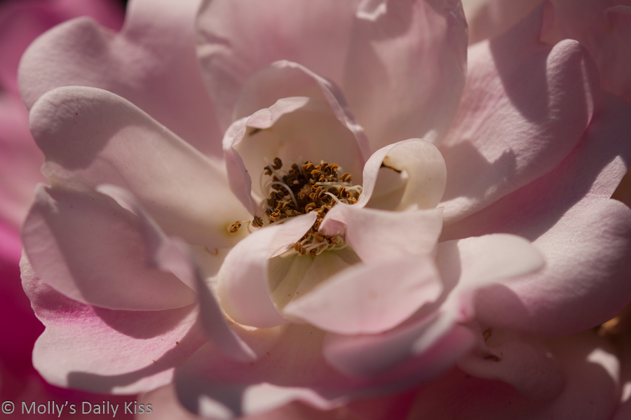 White pink rose flower for post called rejoice