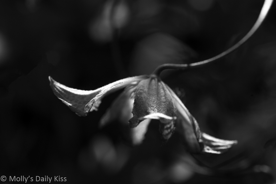 Black and white of clematis flower