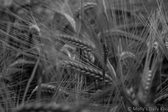 blakc and white shot of wheat ear
