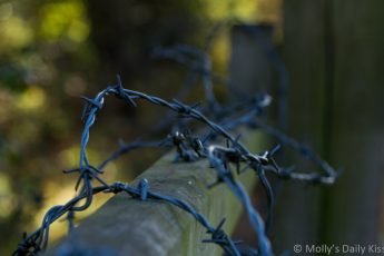 barbed wire wrapped round a gate