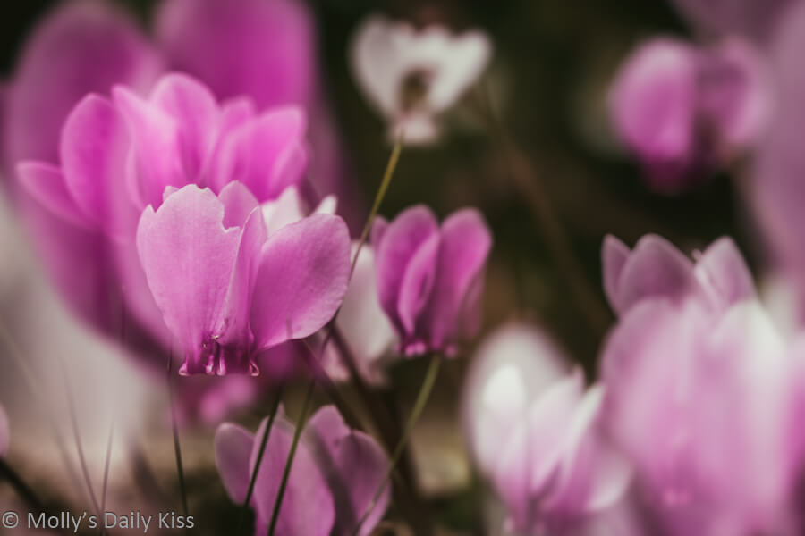 pink and white Cyclamen double exposure