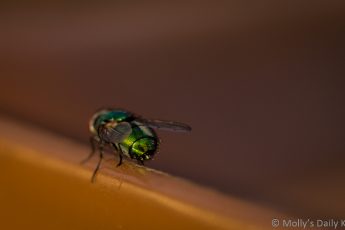 Macro shot of bluebottle fly whi is attracted to rotten things