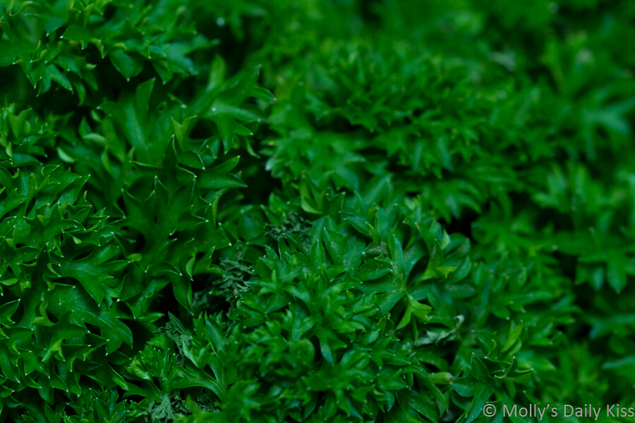 macro shot of fresh parsley