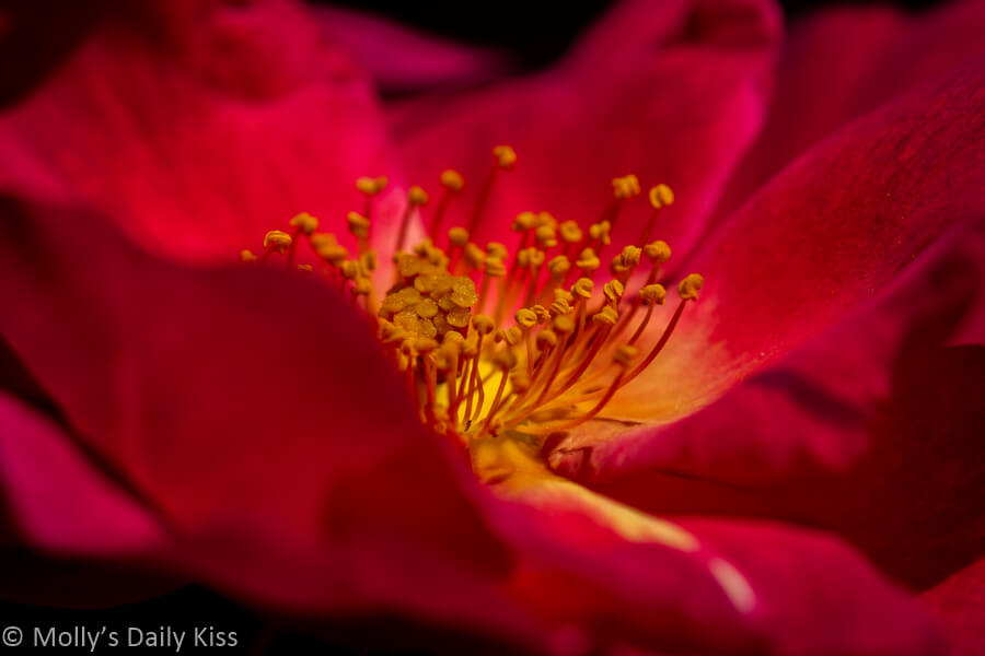 macro of red rose