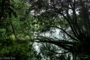 Summer trees reflected in pond with editing effect that makes it look soft