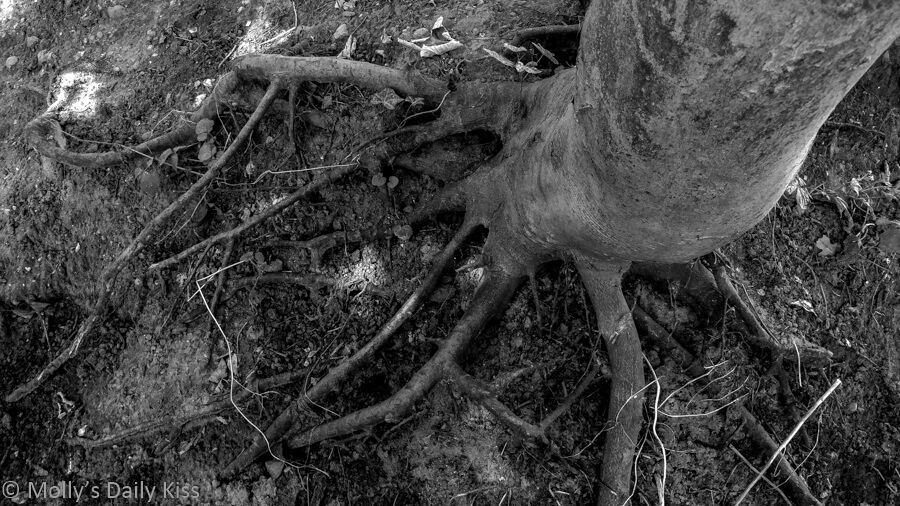 look down a tree trunk to the roots on the ground
