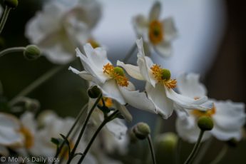 white Japanese anemone