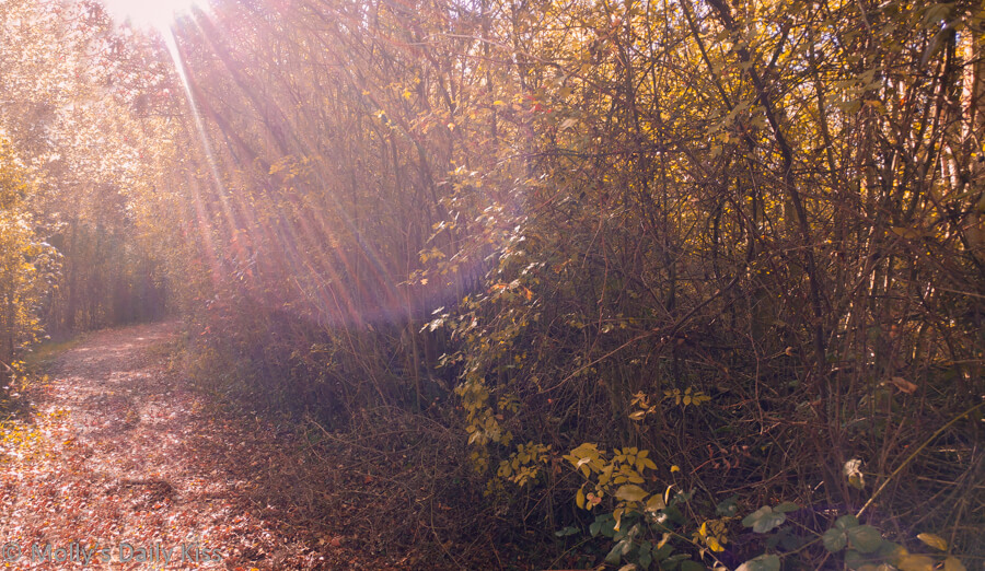 sunburst through ripened autumn leaves and path