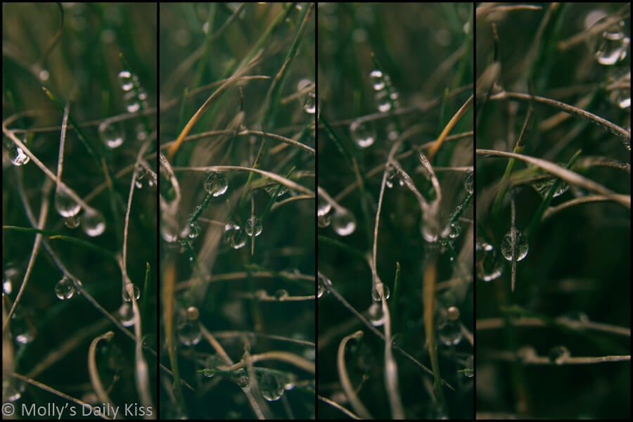 droplets of water rain fall clinging to grass