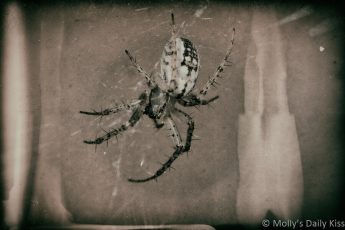 wet plate edit of a spider in her web