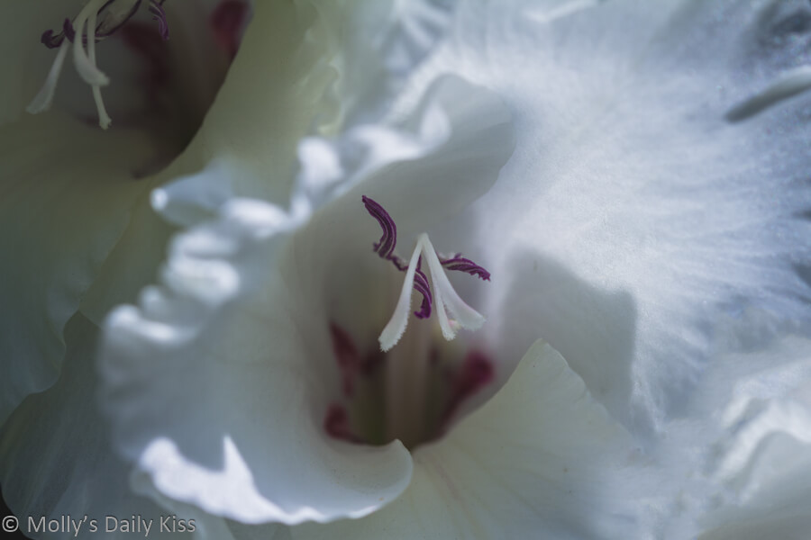 Macro shot of gladioli white flower