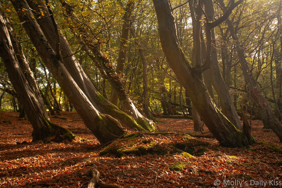 Serene autumn woodland with leaning trees