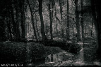 wetplate of woodland with stream running through it