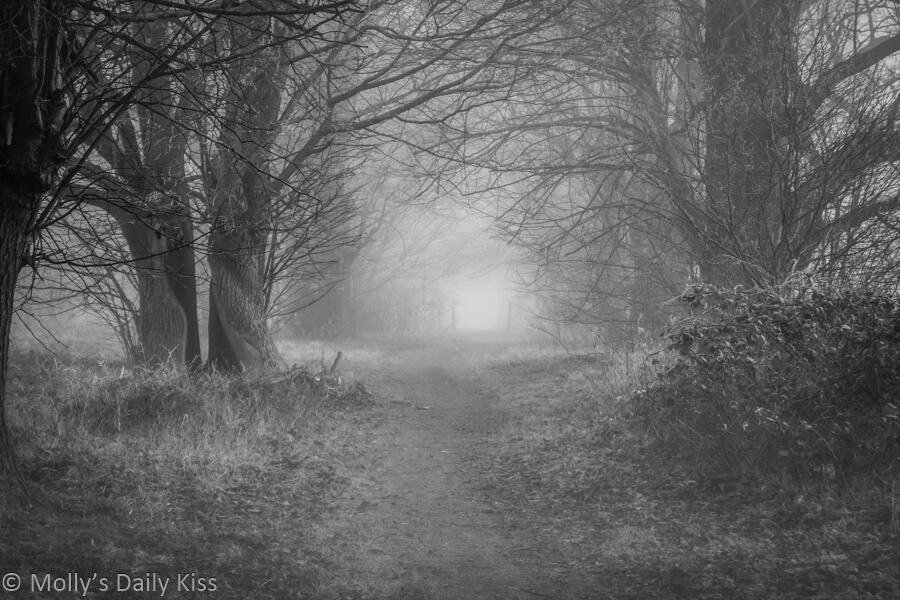 black and white of frost covered path through trees