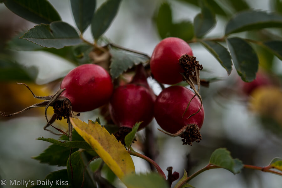 red rosehips