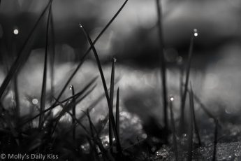 Frost and droplets on grass in black and white with bokeh background