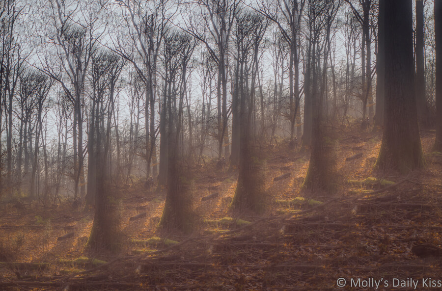 Abstract layered image of grand winter woodland