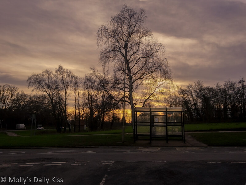 Sunset over winter trees and bus stop