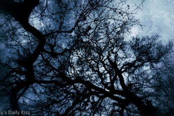 looking up through black contorted branches of trees to dark textures sky