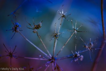 seeds heads in cold blue frost light