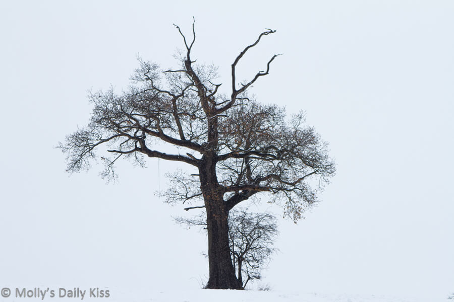 single tree in field surrounded by white quilt of snow