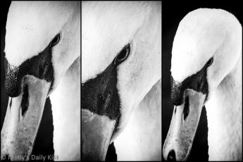 swan triptych in black and white