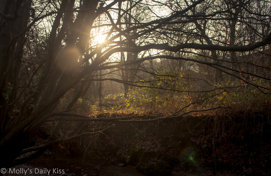 Winter sunlight burting through branches of trees in the woods