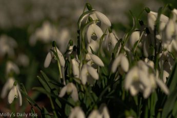 snowdrops from pale to bright in the morning light