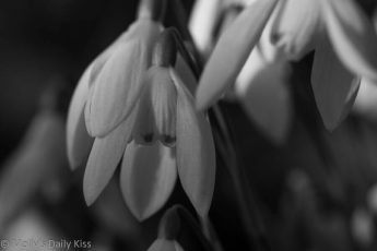 black and white of snowdrops