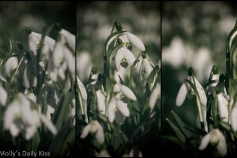 Triptych of snowdrops