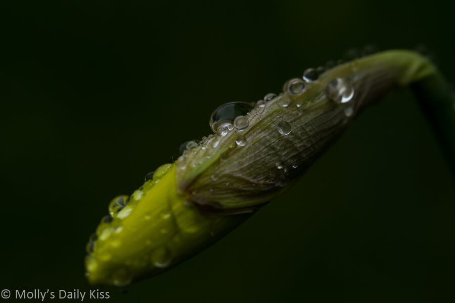 droplets of rain on unopened daffodil bud