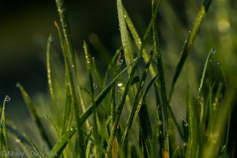 dew on grass in fresh morning light