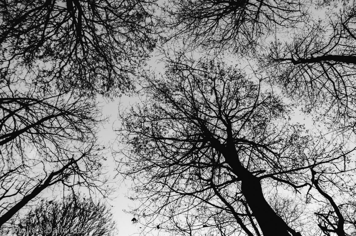 looking up through winter trees