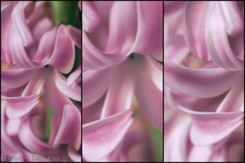 Pink Hyacinths triptych