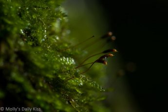 macro of tiny moss
