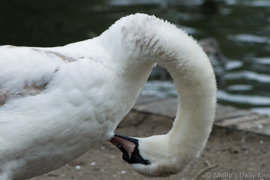 swan with its head twisted round as it cleans it feathers