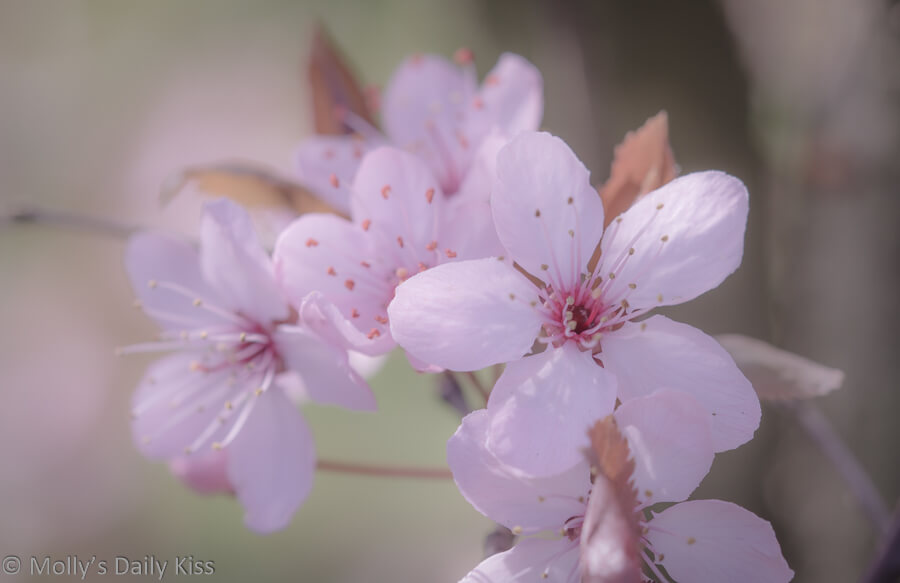Cherry tree pink blossom