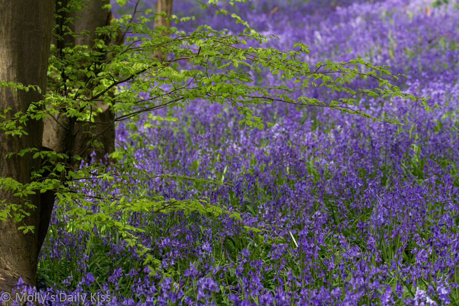 bluebells in woodland