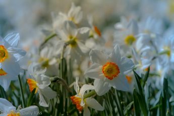 White daffodils are a spring gladness