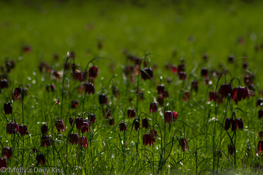 snake’s head fritillary in the meadow at Oxford