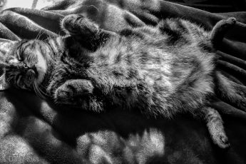 Black and white of tabby cat laying on their back in the sunshine