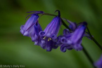 Macro shot of bluebell flowers in spring